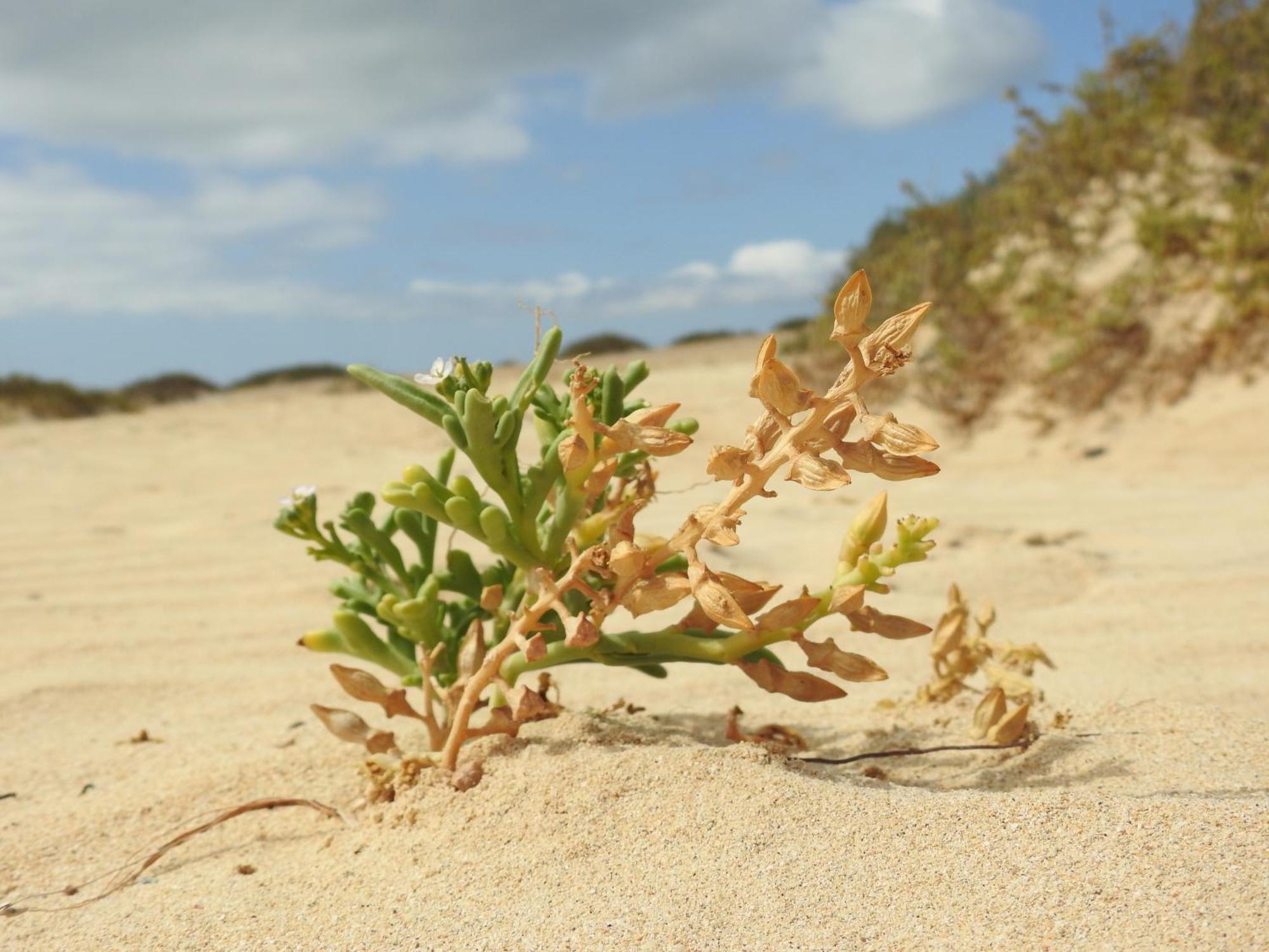 El Atico Bonito Leilighet Las Playas Eksteriør bilde